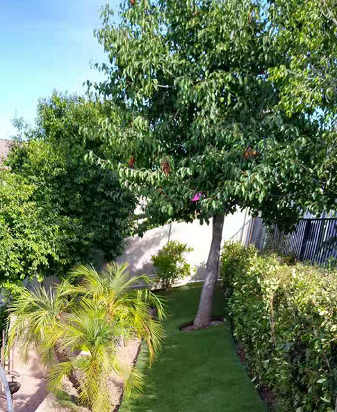 Communal Garden